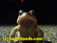 /home//u458753944/public_html/sourcegallery//Roxborough Toad Detour/2021/2021-03-31/P3310117.JPG